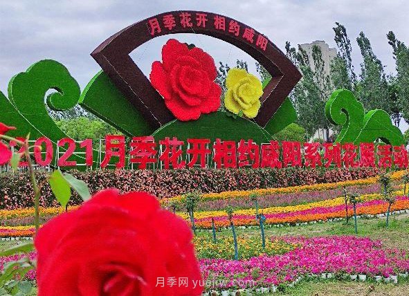 月季花開(kāi)相約咸陽(yáng)，去咸陽(yáng)看月季(圖4)