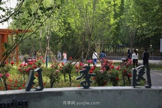 邢臺(tái)市花月季綻放！月季花城進(jìn)入觀賞期(圖3)