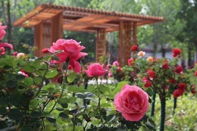 邢臺(tái)市花月季綻放！月季花城進(jìn)入觀賞期(圖2)