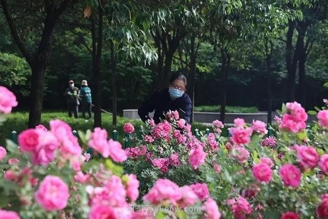 邢臺(tái)市花月季綻放！月季花城進(jìn)入觀賞期(圖1)