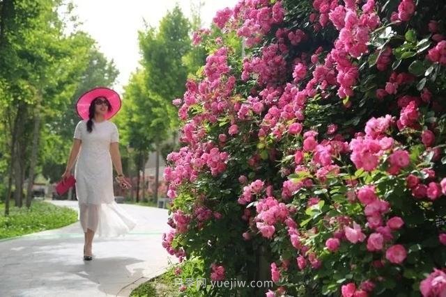邢臺(tái)市花月季綻放！月季花城進(jìn)入觀賞期(圖4)