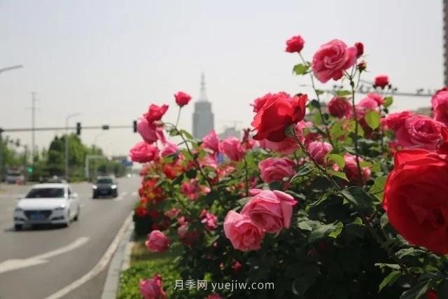 邢臺(tái)市花月季綻放！月季花城進(jìn)入觀賞期(圖5)