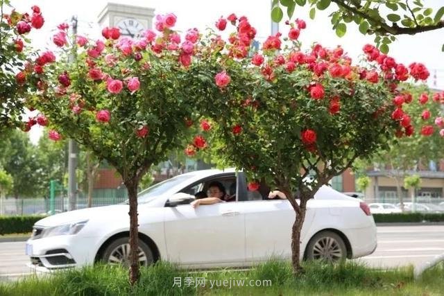 邢臺(tái)市花月季綻放！月季花城進(jìn)入觀賞期(圖6)