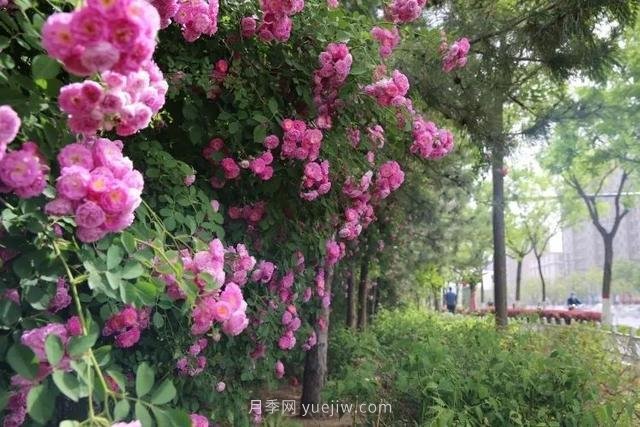 邢臺(tái)市花月季綻放！月季花城進(jìn)入觀賞期(圖8)