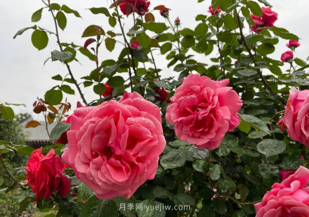 月季花的修剪技術(shù)、范圍和適宜時期(圖1)