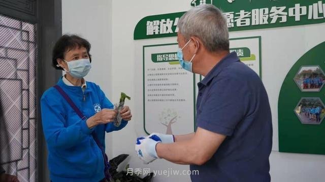 送你一枝月季，許你一束繁花，武漢百余市民領(lǐng)到月季扦插枝條(圖1)