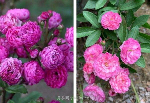 推薦4個品種，皮實好養(yǎng)開花量大，打造藤本花瀑布(圖4)