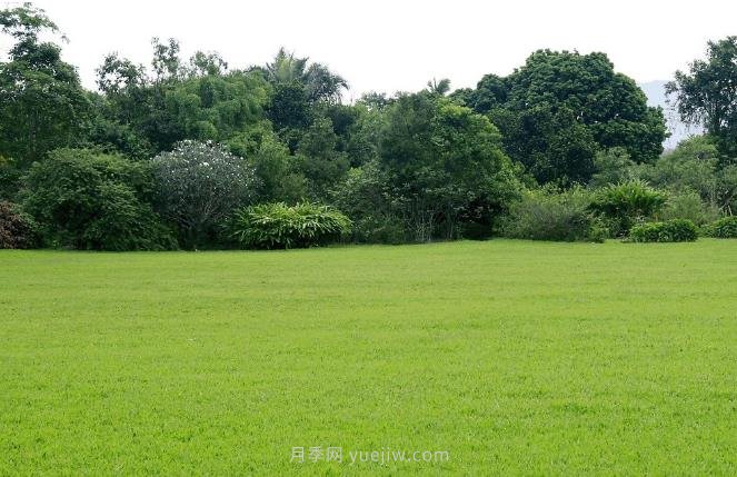 如何進(jìn)行草坪滾壓？有什么方法？(圖1)
