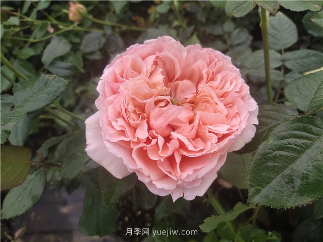 夏天如何養(yǎng)月季？月季可以活多少年？(圖1)