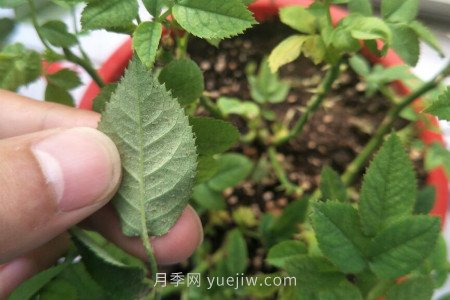 月季紅蜘蛛用什么藥***有效，怎么防治(圖1)