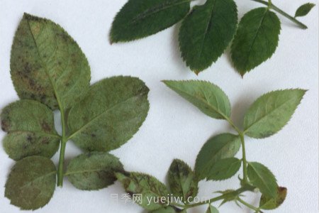 月季紅蜘蛛用什么藥***有效，怎么防治(圖2)