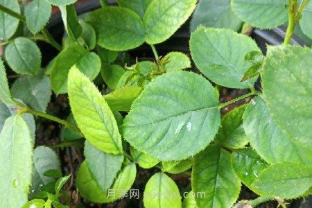 月季薊馬是什么，對人體有害嗎(圖2)