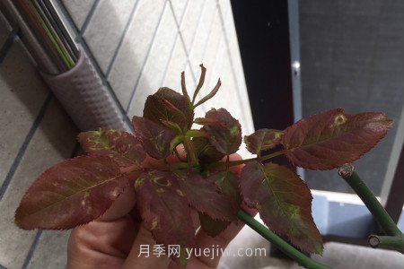 月季薊馬是什么，對人體有害嗎(圖1)