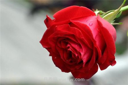 月季花長(zhǎng)蟲子了怎么辦(圖1)