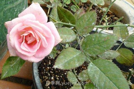 月季花長(zhǎng)蟲子了怎么辦(圖2)
