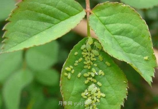 月季花長(zhǎng)蟲子了怎么辦(圖3)