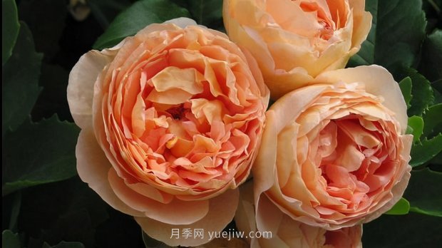 推薦9個(gè)花香濃郁的藤本月季品種，香飄滿院(圖2)