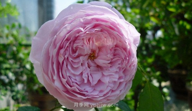 推薦9個(gè)花香濃郁的藤本月季品種，香飄滿院(圖8)