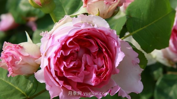 推薦9個(gè)花香濃郁的藤本月季品種，香飄滿院(圖4)