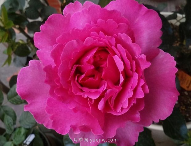 推薦9個(gè)花香濃郁的藤本月季品種，香飄滿院(圖7)