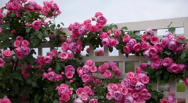 推薦9個(gè)花香濃郁的藤本月季品種，香飄滿院(圖10)