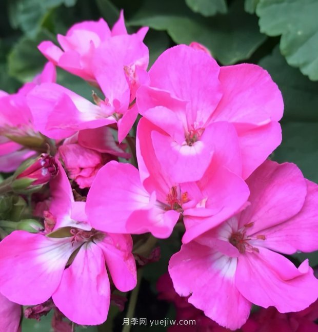 4種花卉，花友入坑不能自拔，尤其是月季(圖3)