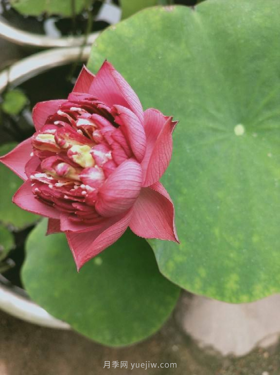 4種花卉，花友入坑不能自拔，尤其是月季(圖4)