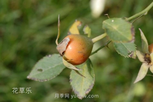 區(qū)分月季、玫瑰的七個技巧(圖11)