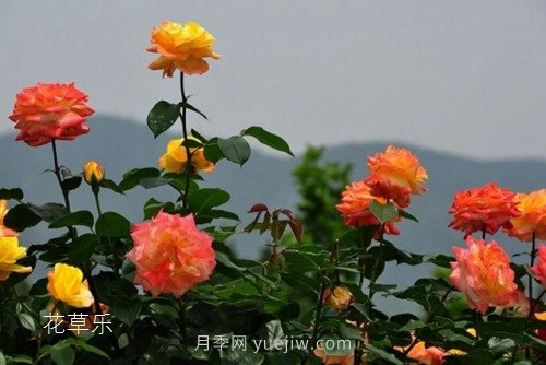 區(qū)分月季、玫瑰的七個技巧(圖9)