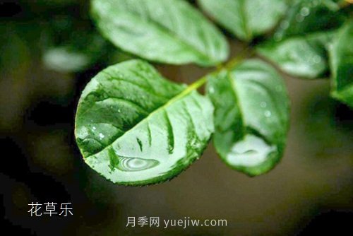 區(qū)分月季、玫瑰的七個技巧(圖5)