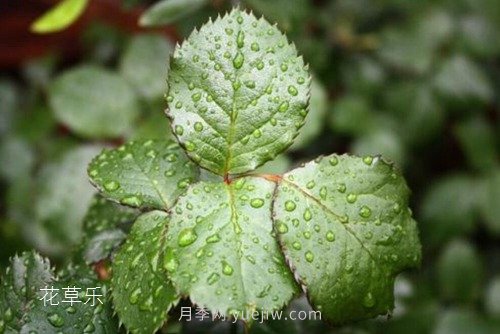 區(qū)分月季、玫瑰的七個技巧(圖4)