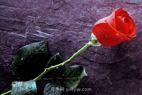 區(qū)分月季、玫瑰的七個技巧(圖8)