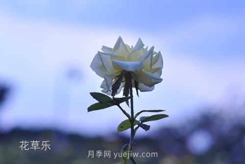 區(qū)分月季、玫瑰的七個技巧(圖1)