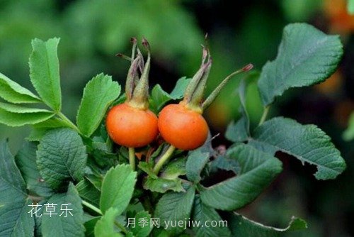 區(qū)分月季、玫瑰的七個技巧(圖10)