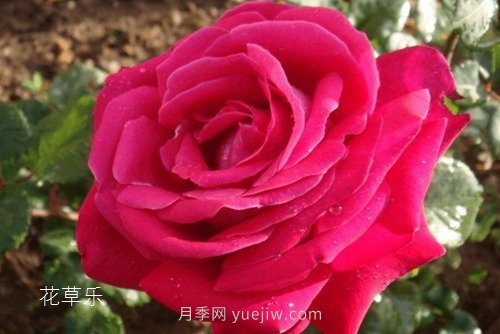 區(qū)分月季、玫瑰的七個技巧(圖6)