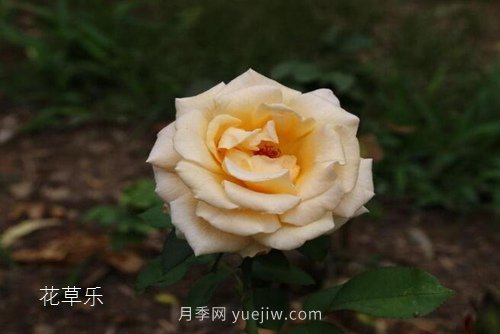 區(qū)分月季、玫瑰的七個技巧(圖7)