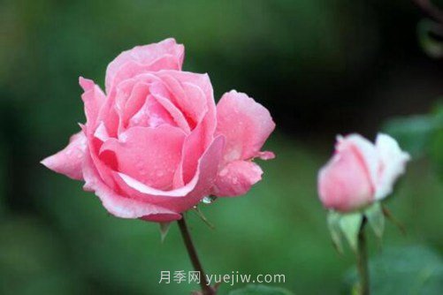 月季花品種介紹，開花多花苞大你值得擁有(圖4)