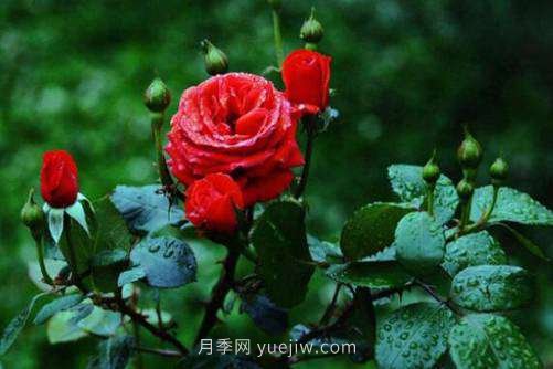 月季花品種介紹，開花多花苞大你值得擁有(圖3)
