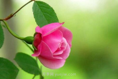 月季花品種介紹，開花多花苞大你值得擁有(圖1)