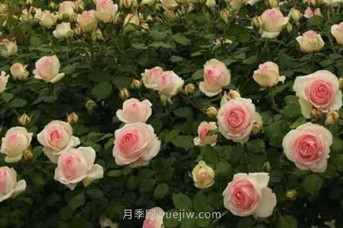 月季花品種介紹，開花多花苞大你值得擁有(圖5)