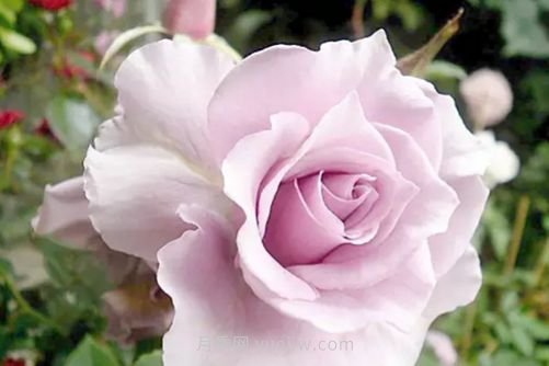 北京的市花是什么？北京的市花是月季還是菊花呢？(圖3)