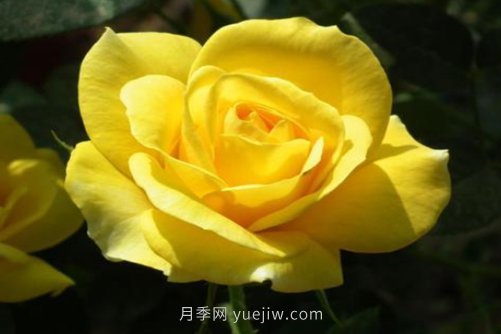 北京的市花是什么？北京的市花是月季還是菊花呢？(圖1)