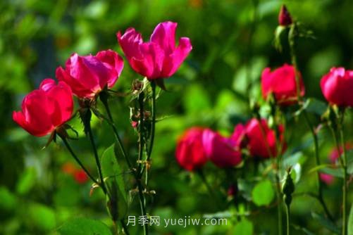 北京的市花是什么？北京的市花是月季還是菊花呢？(圖2)