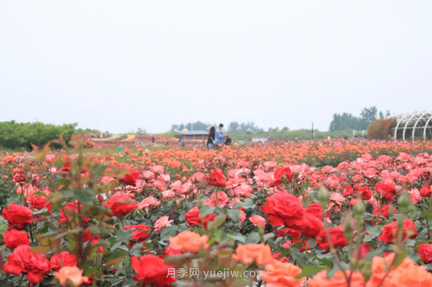 來南陽世界月季大觀園，看超美月季花(圖冊)(圖2)
