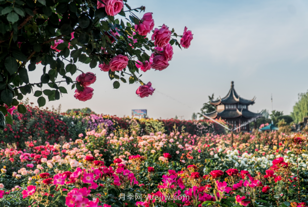 來南陽世界月季大觀園，看超美月季花(圖冊)(圖1)