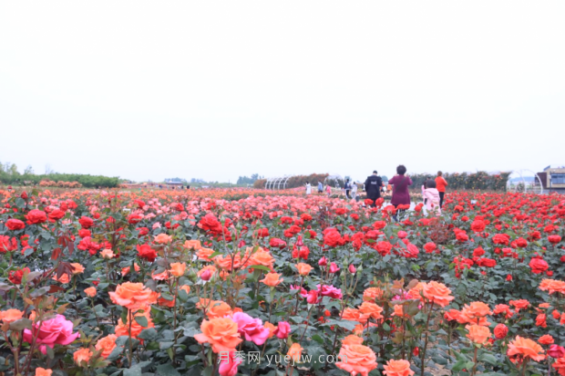 來南陽世界月季大觀園，看超美月季花(圖冊)(圖3)
