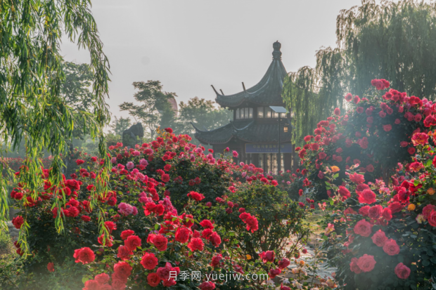 來南陽世界月季大觀園，看超美月季花(圖冊)(圖5)