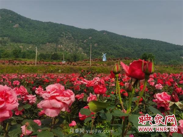 信陽羅山:月季飄香 美麗鄉(xiāng)村綻放美麗經(jīng)濟(圖2) 信陽羅山:月季飄香 美麗鄉(xiāng)村綻放美麗經(jīng)濟(圖2)