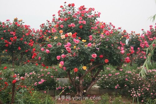 國(guó)內(nèi)月季八成市場(chǎng)來(lái)自河南南陽(yáng)，年產(chǎn)值25億(圖1)