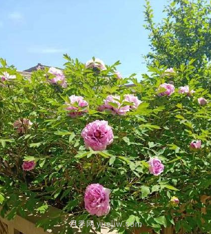 河南18市市花大全！月季居然同為8個市的市花(圖4)